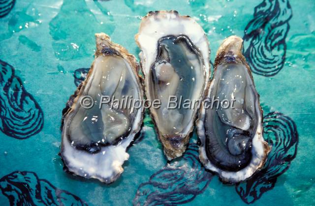 huitre oleron 27.JPG - Huîtres japonaises (Crassostrea gigas)Fines de claires vertes "label rouge" ouvertesMarennes Oléron, France